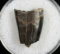 Partial Tyrannosaurid Tooth - Montana #9989-1